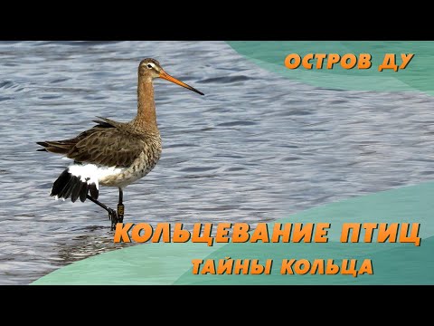 Зачем кольцевать птиц? Один день Туровской станции кольцевания | Остров Ду – Живая природа Беларуси