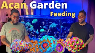 Acan Garden - Feeding