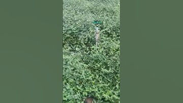 Cao Cà Gai Leo Giải độc gan, giảm men gan, bảo vệ tế bào gan.#CàGaiLeo #GiảiĐộcGan