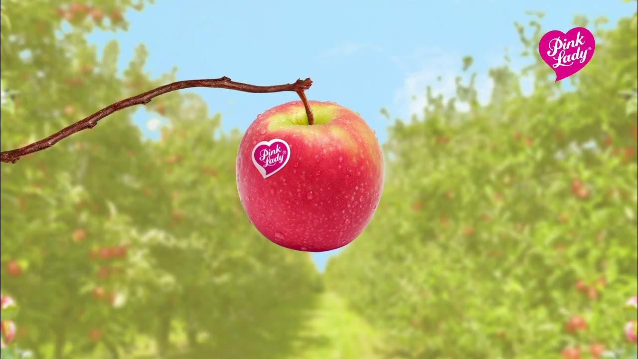 песня яблочки яблочки розовые яблочки веселятся девочки. самые маленькие яблочки купить в спб. персики на ветке. фотосессия в яблоневом саду с яблоками. розовая яблоня.