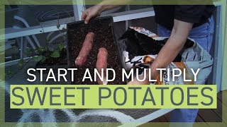 how to start and multiply sweet potato plants