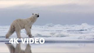 Hungry Polar Bear Ambushes Seal | 4K Uhd | The Hunt | Bbc Earth