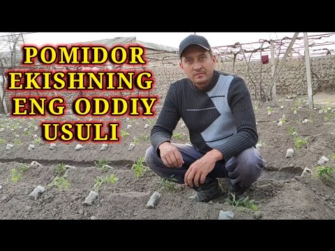 Video: Ochiq Erga Pomidor Ekish