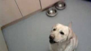 Dog Tricks- Our Den Labrador Penny