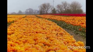 Relaxing Piano Music: Romantic Music, Beautiful Relaxing Music screenshot 5