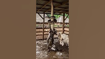 Python Strikes Inside the Goat Pen — What Happened Next Is Shocking