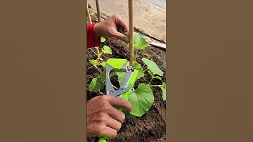 Dụng cụ bấm cây #bienfarm #farming