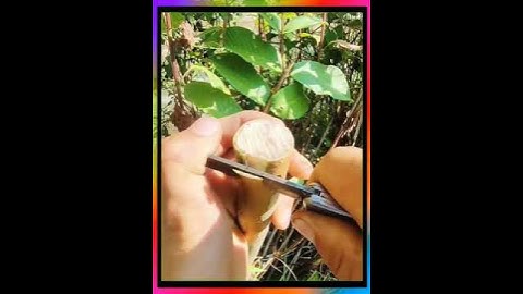 ghép ổi # ghép cây bưởi # kỹ thuật ghép cành # hướng dẫn ghép cành