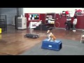 Success Makes Dog Training Fun Success Makes Dog Training Fun