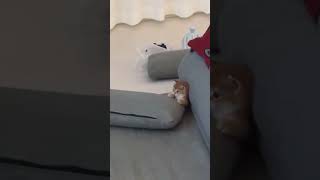 котёнок #серыйкот #рэп #мимими #рэпвечеринка #бардак #домашнийкот #tiktok #fyp #foryou #милота