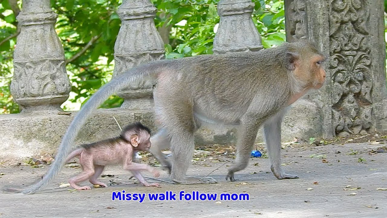 baby monkey crying for milk Very awesome! Baby monkey Missy walking follow mom - Baby monkey Missy seem very happy