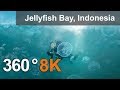 360 video, Jellyfish Bay, Raja Ampat, Indonesia, 8K underwater video