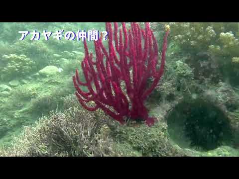 一人でシュノーケル＆素潜り　千葉県　明鐘岬　鋸南町側の入り江　初めてヒメユリハゼに会えました！！　２０２５年９月３０日