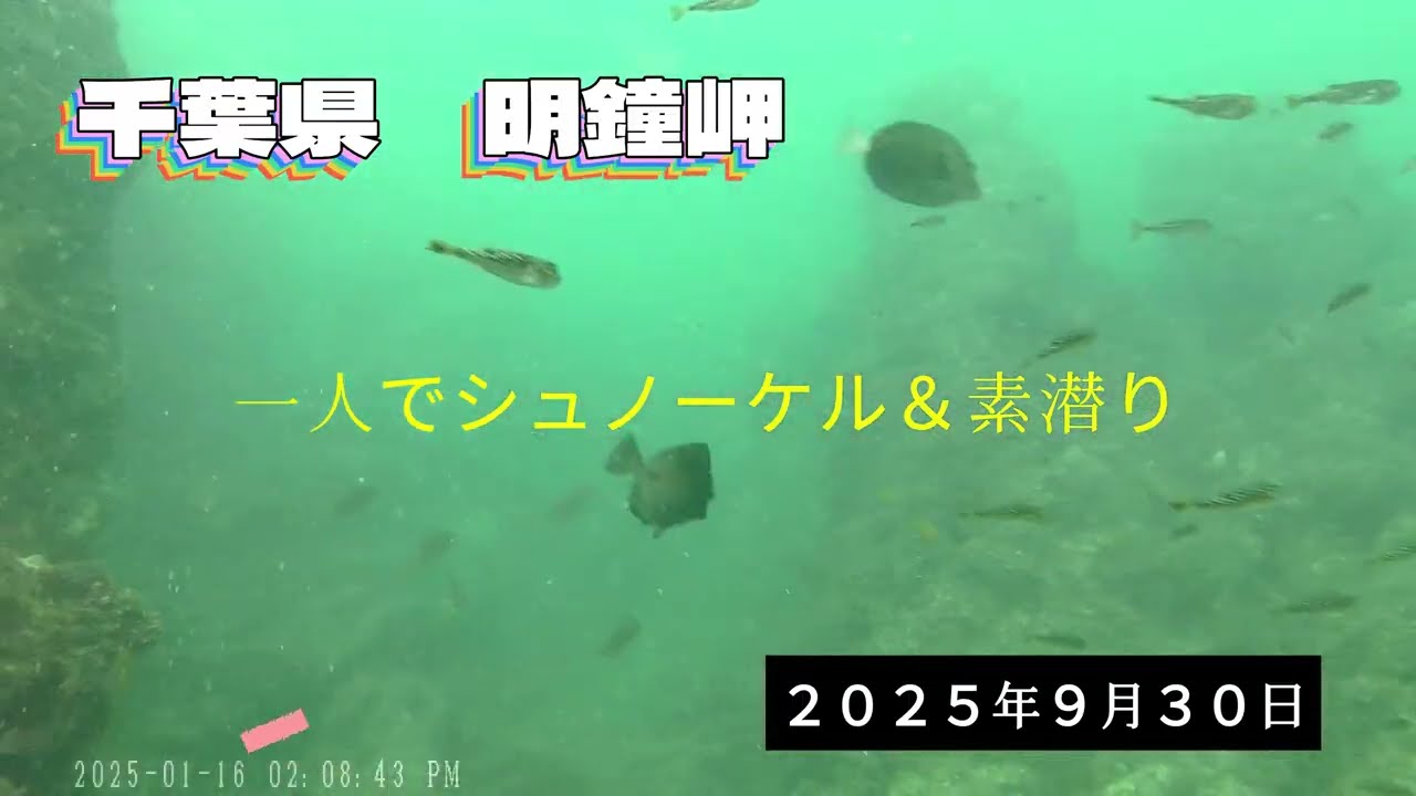 一人でシュノーケル＆素潜り　千葉県　明鐘岬　鋸南町側の入り江　初めてヒメユリハゼに会えました！！　２０２５年９月３０日