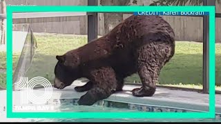Bear takes dip in Naples homeowner's pool