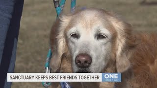 Michigan woman helping domestic violence survivors by caring for their pets