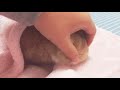 うさぎのモキュ様 毛布でもふもふふモキュモキュ