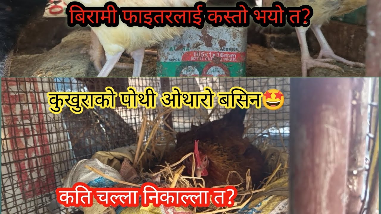 फाइतरको पोथिलाई कस्तो भयो त? बट्टाईलाई यो क भयो?🤔