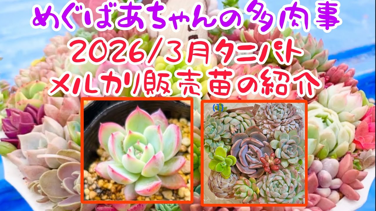 🪴No466🪴多肉植物🪴2026/3月タニパトとメルカリ販売苗のご紹介🪴めぐばあちゃんの多肉事👵🏻