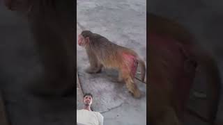 #funny #monkey #comedy #cute #cat #youtubeshorts #video