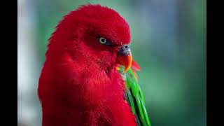 Beautiful Photos With Exotic Birds