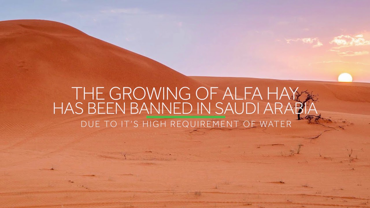 What is traditional Alfa hay