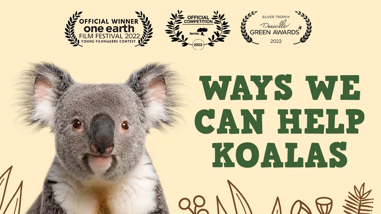 End Your Work Week By Video-Conferencing With Koalas for Save the Koala Day