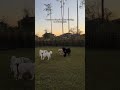 doggy playdates  bars