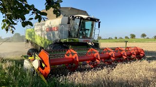 Claas Lexion 600, A Beast From The Past, Harvesting Wheat (4K)