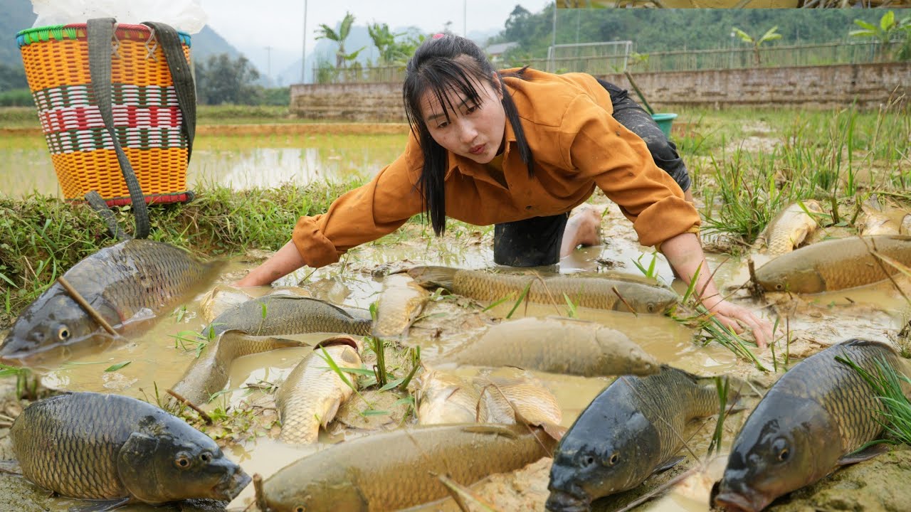 How to catch and harvest giant pond fish and bring them to market - Ly ...