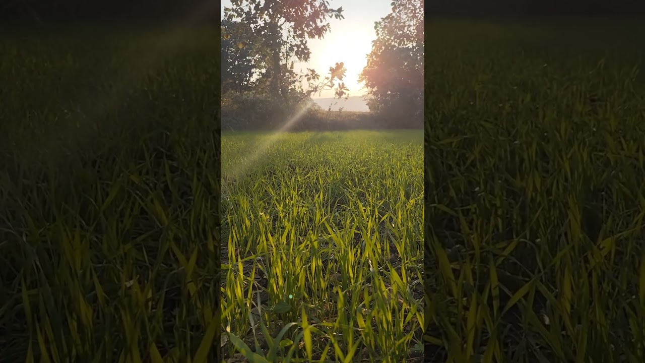 ☀️🌄 Sunny Morning💕💕 With Beauty Of Nature🌟🌟#purevibe#nature #viral #trending #shorts #ytshorts 💕💕💕