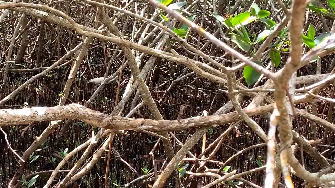American White Ibis Foraging Among The Mangrove Trees At Historic
