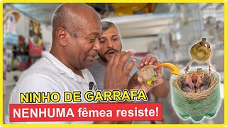 O SEGREDO DO NINHO DE GARRAFA! 💥 Toda fêmea apronta