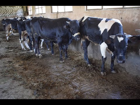 علاج احتباس البول في العجول و الابقار مع الدكتور حامد الاقنص