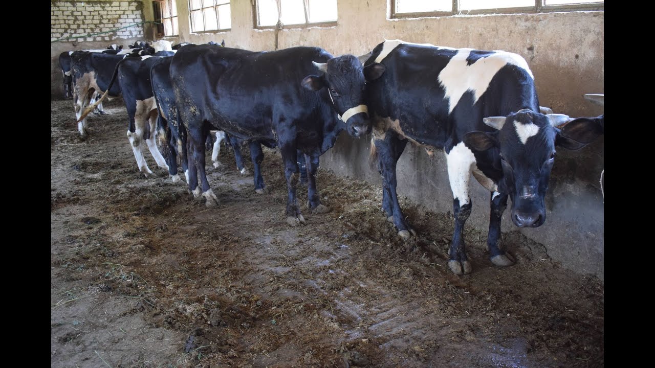 علاج احتباس البول في العجول و الابقار مع الدكتور حامد الاقنص