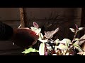 San Francisco Gardeners Use TikTok to Share Unconventional Planting Methods