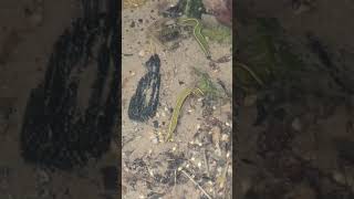 #leech#river leech#shorts
