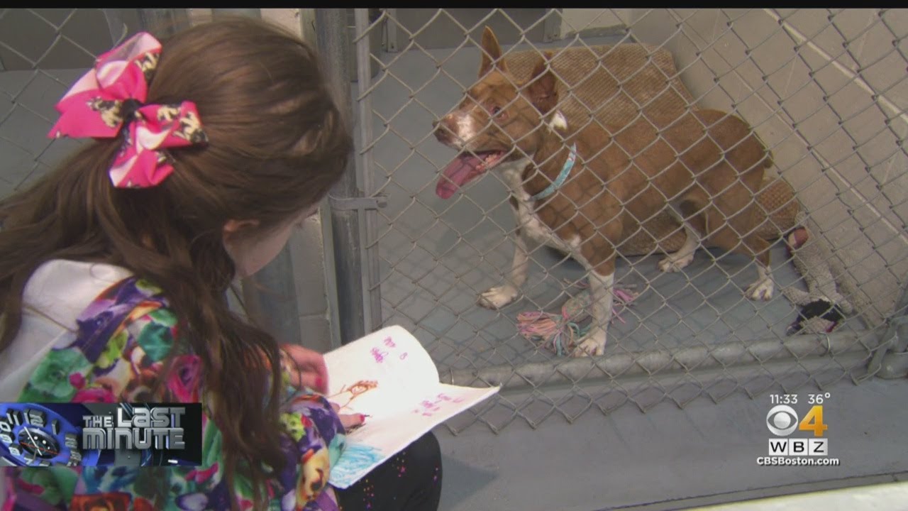 The Last Minute Sisters Read Books To Dogs At Fairhaven Animal Shelter