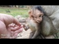 Life of monkeys Ep126