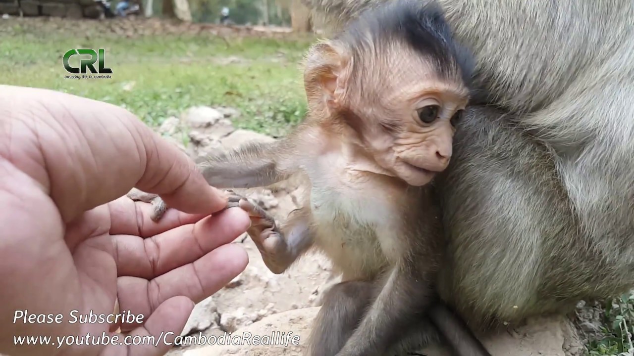 Life of monkeys Ep126, life of baby monkey with mom, baby monkey trying