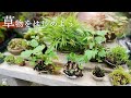【添え】オススメ紹介！ハマると深い「草物盆栽」の世界【盆栽Q】