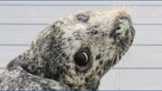 Update on harbor seal found shot in the head