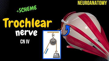 CN 4: Trochlear Nerve (Scheme, Pathway, Clinical Relevance) | Neuroanatomy