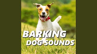 Download Lagu Sound of Barking Dogs