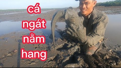 đi bắt tôm tít gặp hai hang cá ngát đạp được hai con(lê nghiã cần giờ)