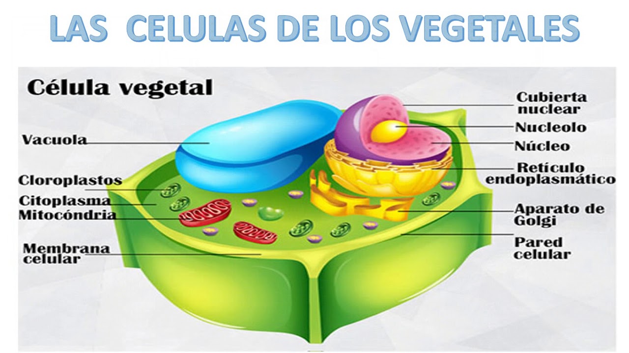 Que Tipo De Celula Es La Celula Animal Consejos Celulares