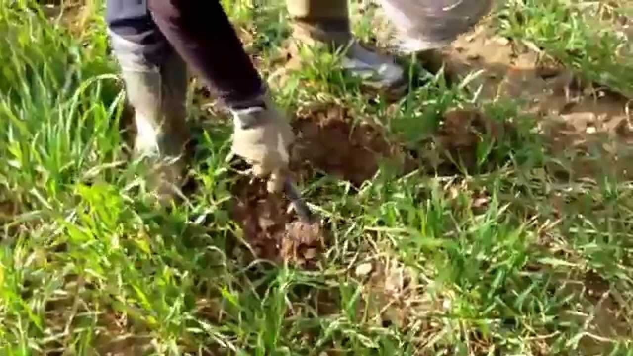 A light hearted look at metal detectorists