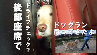 Golden Retrieverはっちの奮闘記の年収 収入はいくら Youtube ユーチューブ