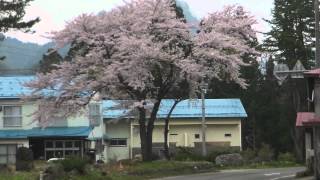 残桜:20120510.mov