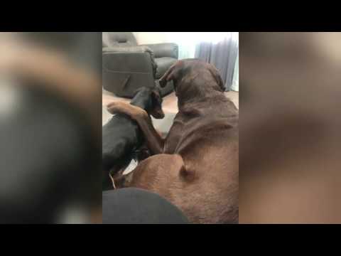 Videó: Vet Kétségtelenül Euthanizes kutya, de ő harcol, hogy túlélje ellen minden esély